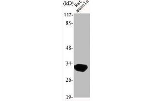 Western Blot analysis of RAT-MUSCLE cells using MyD88 Polyclonal Antibody (MYD88 Antikörper  (Internal Region))