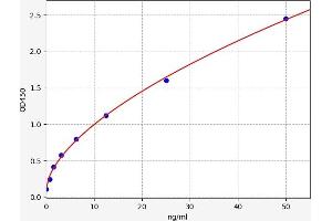 STK39 ELISA Kit