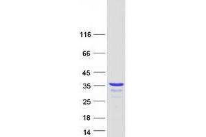 Western Blotting (WB) image for Partner of Y14 and mago (WIBG) (Transcript Variant 2) protein (Myc-DYKDDDDK Tag) (ABIN2735581)
