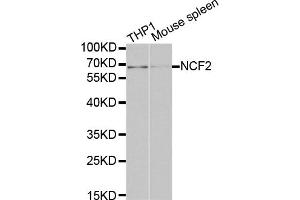 Western blot analysis of extracts of various cell lines, using NCF2 antibody (ABIN5970524) at 1/1000 dilution. (NCF2 Antikörper)