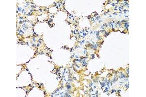 Immunohistochemistry of paraffin-embedded Mouse lung using TSHB Polyclonal Antibody at dilution of 1:100 (40x lens). (TSHB Antikörper)