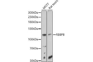 Western blot analysis of extracts of various cell lines, using RBBP8 antibody (ABIN6127724, ABIN6146750, ABIN6146751 and ABIN6214357) at 1:1000 dilution. (Retinoblastoma Binding Protein 8 Antikörper  (AA 1-300))