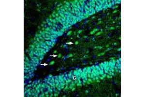 Expression of EphB4 in rat hippocampusImmunohistochemical staining of perfusion-fixed frozen rat brain sections with Anti-EphB4 (extracellular) Antibody (ABIN7043127, ABIN7044253 and ABIN7044254), (1:100), followed by goat anti-rabbit-AlexaFluor-488. (EPH Receptor B4 (EPHB4) Peptid)