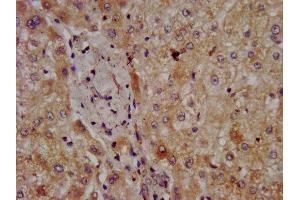IHC image of ABIN7162391 diluted at 1:300 and staining in paraffin-embedded human liver tissue performed on a Leica BondTM system. (CPOX Antikörper  (AA 19-149))