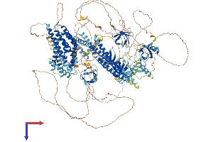 DNMBP Protein (AA 1-1577) (His tag)