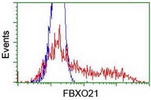 Image no. 4 for anti-F-Box Protein 21 (FBXO21) antibody (ABIN1498233) (FBXO21 Antikörper)