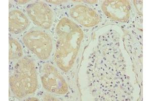Immunohistochemistry of paraffin-embedded human kidney tissue using ABIN7154064 at dilution of 1:100 (GGTLC1 Antikörper  (AA 1-225))