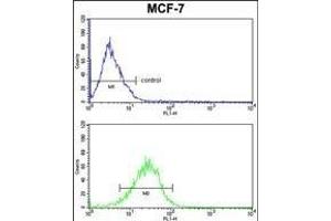 mouse BID Antibody (S61) (ABIN388100 and ABIN2846184) FC analysis of MCF-7 cells (bottom histogram) compared to a negative control (top histogram).