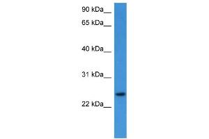 WB Suggested Anti-RHOG  Antibody Titration: 0.