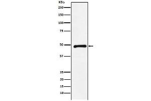 Western blot analysis of CTBP2 expression in HeLa cell lysate.