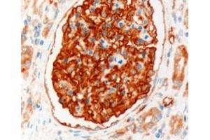 ABIN185496 (3µg/ml) staining of paraffin embedded Human Kidney.