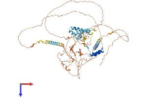 POU6F2 Protein (AA 1-691) (His tag)