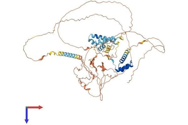 POU6F2 Protein (AA 1-691) (His tag)