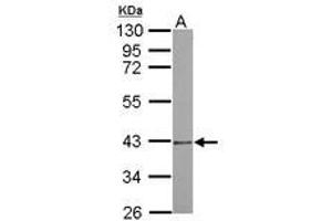 Image no. 1 for anti-Proteasome (Prosome, Macropain) 26S Subunit, Non-ATPase, 7 (PSMD7) (AA 47-324) antibody (ABIN1500489) (PSMD7 Antikörper  (AA 47-324))