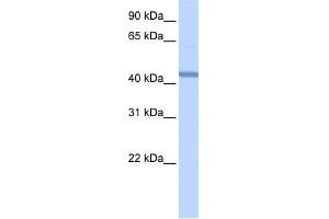 WB Suggested Anti-RBM22 Antibody Titration:  0. (RBM22 Antikörper  (Middle Region))