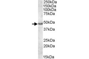 APOL5 polyclonal antibody  (1 ug/mL) staining of human frontal cortex lysate (35 ug protein in RIPA buffer). (Apolipoprotein L 5 Antikörper)