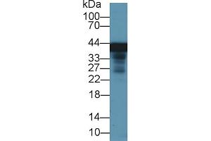 Western Blotting (WB) image for anti-Glutamine Synthetase (GLN1) (AA 1-373) antibody (ABIN7435595)