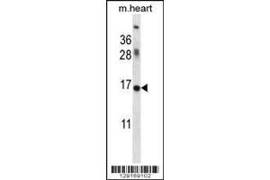 ID1 antibody western blot analysis in mouse heart tissue lysate