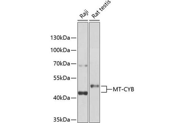 Cytochrome b 抗体  (AA 1-100)