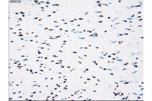 Image no. 8 for anti-P450 (Cytochrome) Oxidoreductase (POR) antibody (ABIN1497746) (POR Antikörper)