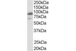 ABIN185293 (1µg/ml) staining of human bone marrow lysate (35µg protein in RIPA buffer).