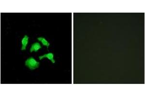 Immunofluorescence (IF) image for anti-TSC22 Domain Family, Member 1 (TSC22D1) (AA 71-120) antibody (ABIN2879151) (TSC22D1 Antikörper  (AA 71-120))