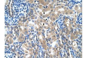 Immunohistochemistry (IHC) image for anti-Amiloride Binding Protein 1 (Amine Oxidase (Copper-Containing)) (ABP1) (C-Term) antibody (ABIN310251) (DAO Antikörper  (C-Term))