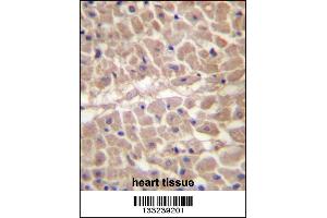 TRIM11 Antibody immunohistochemistry analysis in formalin fixed and paraffin embedded human heart tissue followed by peroxidase conjugation of the secondary antibody and DAB staining.