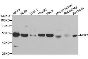 Western blot analysis of extracts of various cell lines, using NEK3 antibody. (NEK3 Antikörper  (AA 267-506))