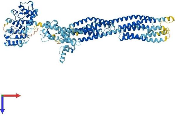 ACTN1 Protein (AA 1-892) (His tag)