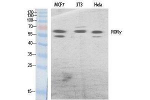 Western Blot analysis of various cells using RORC Polyclonal Antibody at dilution of 1:500. (RORC Antikörper)
