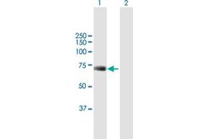 Western Blot analysis of UBP1 expression in transfected 293T cell line by UBP1 MaxPab polyclonal antibody.