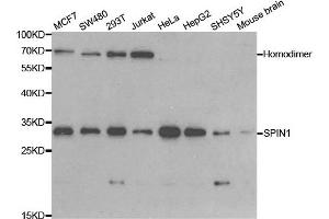 Western blot analysis of extracts of various cell lines, using SPIN1 antibody. (Spindlin 1 Antikörper)