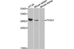 Western blot analysis of extracts of various cell lines, using PRSS1 antibody.