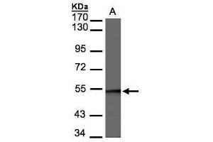 WB Image Sample(30 μg of whole cell lysate) A:Raji, 7. (SMARCE1 Antikörper  (C-Term))