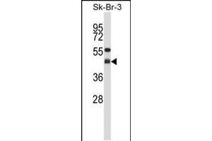 Western blot analysis in SK-BR-3 cell line lysates (35ug/lane). (GNAI2 Antikörper  (N-Term))