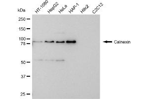 Western blotting analysis using Calnexin antibody (ABIN7797845).