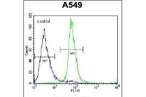 Flow cytometric analysis of A549 cells (right histogram) compared to a negative control cell (left histogram). (ZNF324B Antikörper  (C-Term))