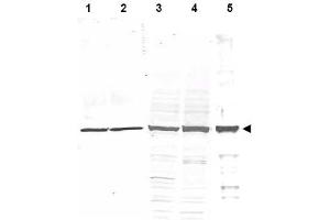Image no. 1 for anti-Tubulin, alpha 1B (TUBA1B) (AA 427-441) antibody (ABIN401310) (TUBA1B Antikörper  (AA 427-441))