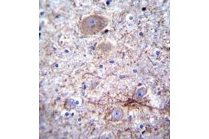 Immunohistochemistry analysis in formalin-fixed, paraffin-embedded human brain tissue using PCDHA7 Antibody , followed by peroxidase conjugation of the secondary antibody and DAB staining.