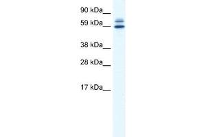 ZBTB38 antibody used at 0.