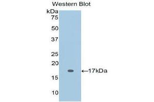 Western Blotting (WB) image for anti-Interleukin 2 (IL2) (AA 21-153) antibody (ABIN3209451) (IL-2 Antikörper  (AA 21-153))