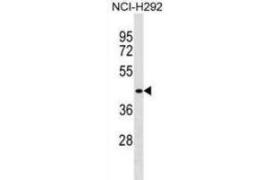 Western Blotting (WB) image for anti-D4, Zinc and Double PHD Fingers Family 1 (DPF1) antibody (ABIN2999523) (DPF1 Antikörper)