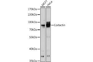 Western blot analysis of extracts of various cell lines, using Cortactin antibody  at 1:1000 dilution. (Cortactin Antikörper  (AA 1-200))