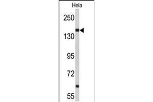Western blot analysis of NUP153 Antibody in Hela cell line lysates (35ug/lane)