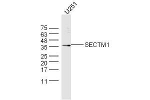 U251 lysate probed with Anti-SECTM1 Polyclonal Antibody  at 1:5000 90min in 37˚C. (SECTM1 Antikörper  (AA 42-150))