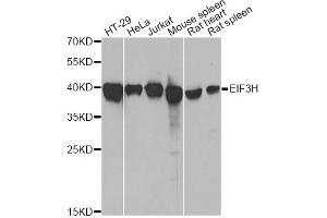 Western blot analysis of extracts of various cell lines, using EIF3H antibody. (EIF3H Antikörper)