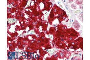 ABIN5539717 (5µg/ml) staining of paraffin embedded Human Adrenal Gland. (DBH Antikörper  (AA 437-448))