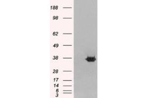 Western Blotting (WB) image for anti-Mortality Factor 4 Like 2 (MORF4L2) (N-Term) antibody (ABIN2465250) (MORF4L2 Antikörper  (N-Term))