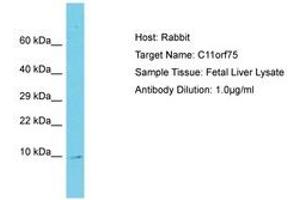 Image no. 1 for anti-Single-Pass Membrane Protein with Coiled-Coil Domains 4 (SMCO4) (C-Term) antibody (ABIN6750649) (SMCO4 Antikörper  (C-Term))